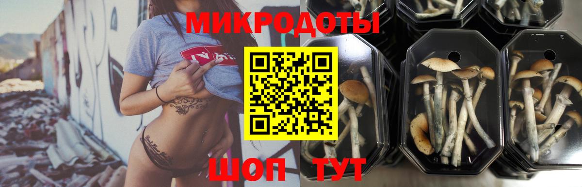 Галлюциногенные грибы Psilocybine cubensis Красноармейск